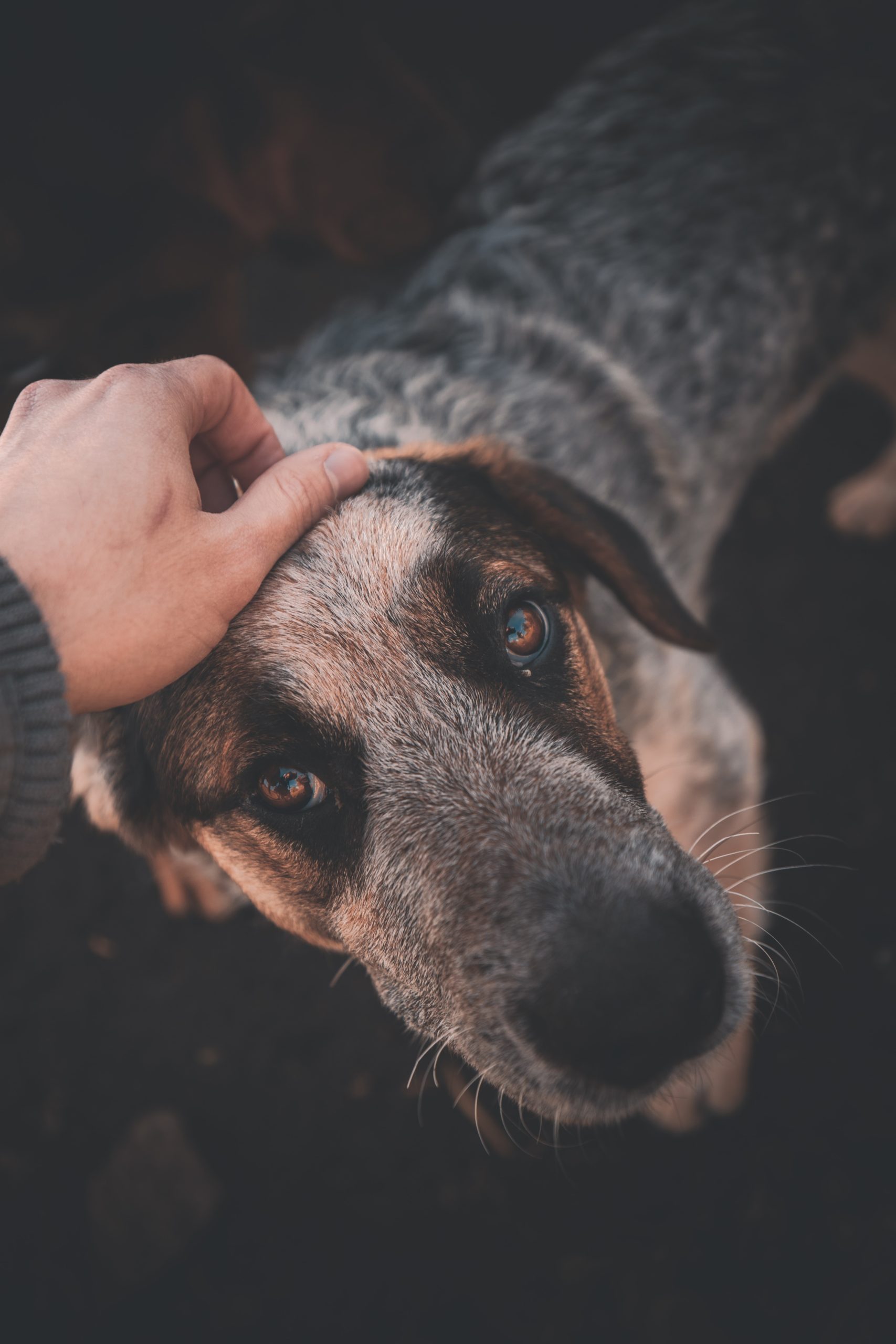 Hand petting dog - Photo by Adam Neumann on https://unsplash.com/@adamneumann
