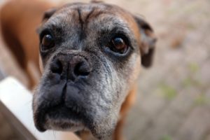 boxer - photo by Klas Tauberman: https://www.pexels.com/photo/black-tan-and-white-short-coated-dog-133163/